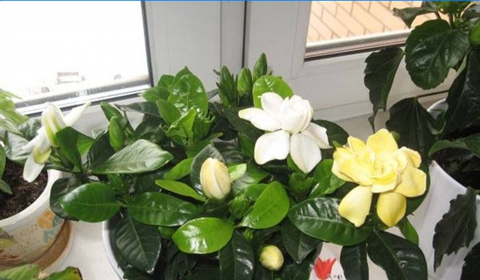 Gardenia na prozoru