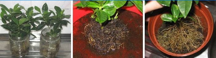 Transplantacija Gardenije kod kuće