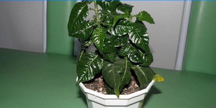 Gardenia na suhom zraku