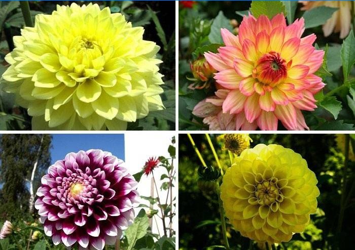 Sorte Dahlias