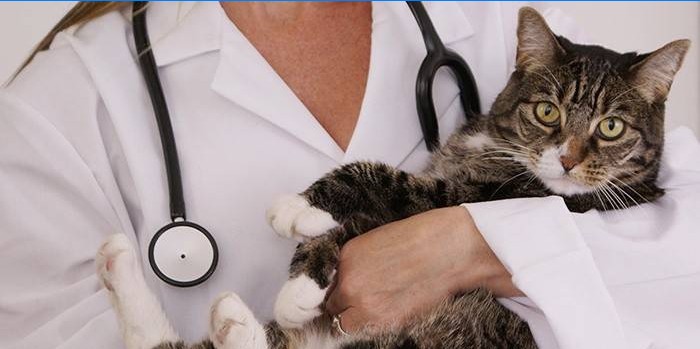 Mačka na pregledu kod liječnika