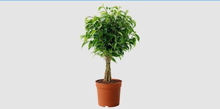 Domaći Benjamin Ficus