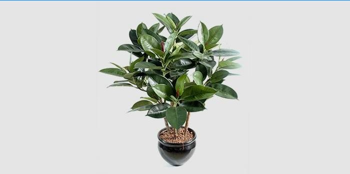 Ficus gumeni