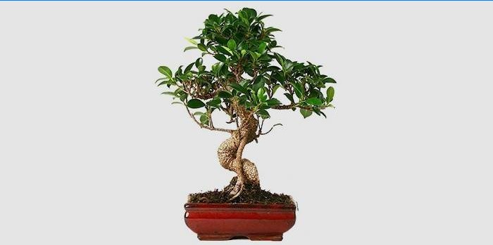 Zatvoreni Ficus Bonsai