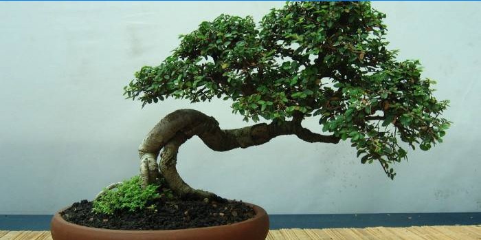 Poklon bonsai