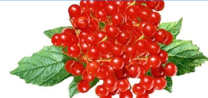 Bobice crvene viburnum