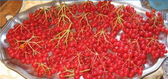 Svježi viburnum