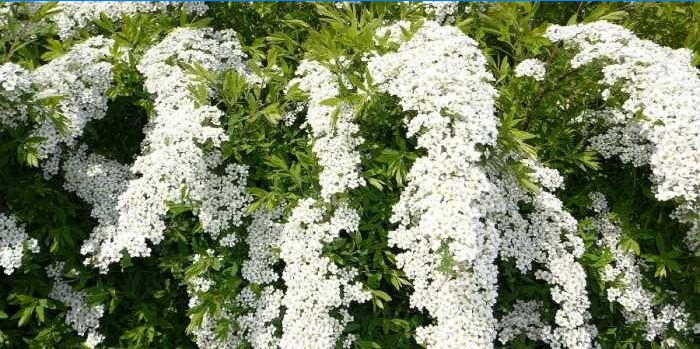 Meadowsweet (Spirea)