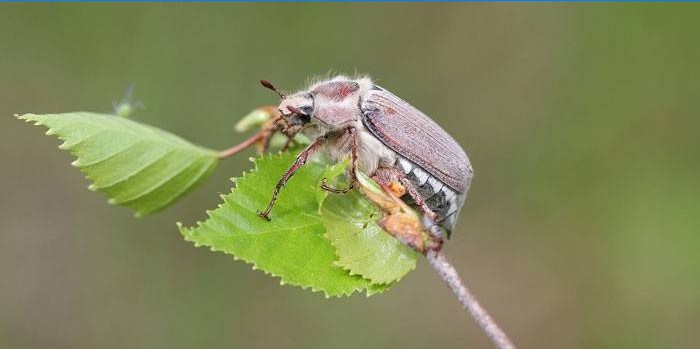 Maybug na biljci