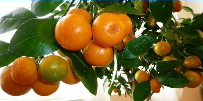 Mandarino stablo u loncu