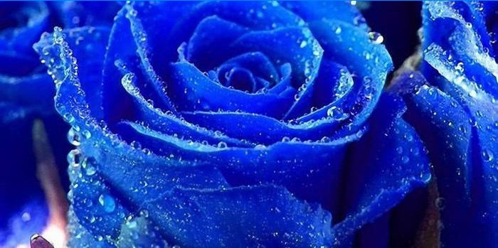 Pupoljak plave ruže