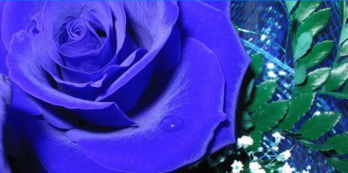 Ruža s plavim laticama