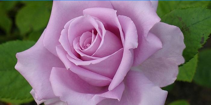Lilac ruža