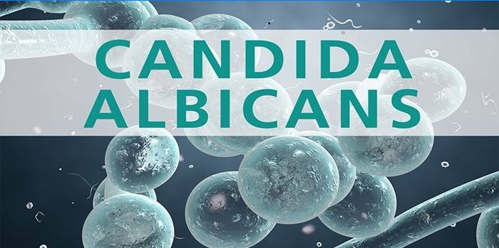 Gljivična bakterija Candida albicans