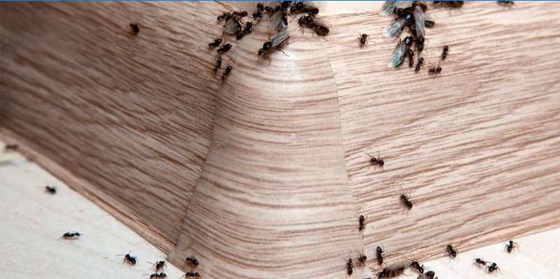 Mravi na osnovnoj ploči