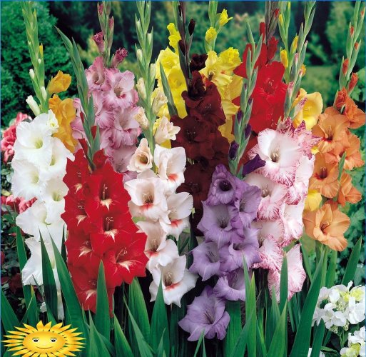 Gladioli Pravila Za Uzgoj Kralja Cvijeca