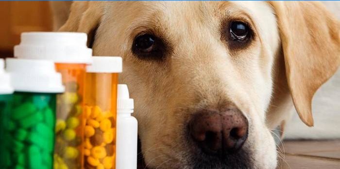 Lijekovi za životinje