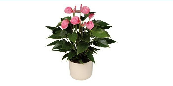 Anthurium biljke