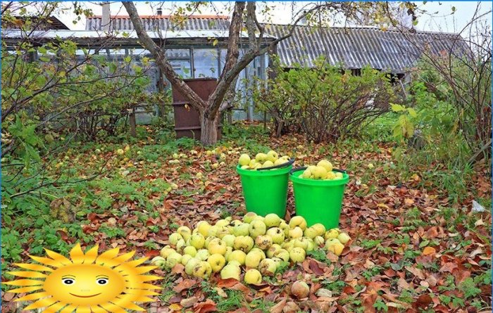 Kako pravilno beriti i čuvati jabuke