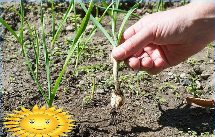 Kako pravilno uzgajati i održavati žetvu češnjaka