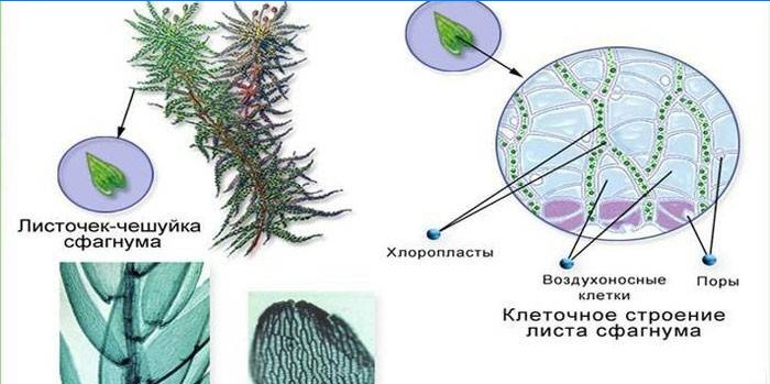 Struktura mahovine