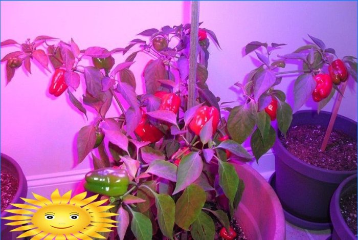 Svjetiljke za sadnice biljaka: pregled, savjeti za odabir
