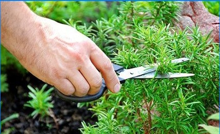 Uzgajamo začine - kadulju, ružmarin i druge aromatične biljke