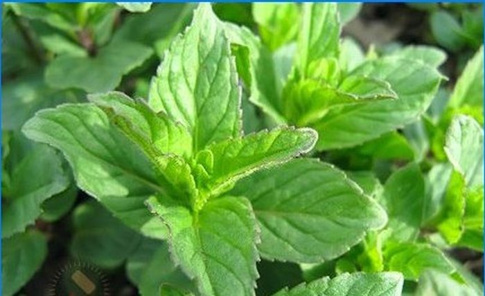 Uzgajamo začine - kadulju, ružmarin i druge aromatične biljke