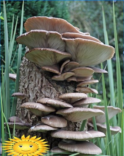 Ostrige gljiva u prirodi
