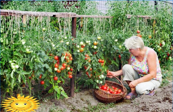 Uzgoj rajčice: kako spasiti žetvu rajčice u hladno ljeto