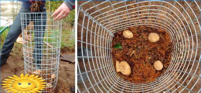 8 načina uzgoja krumpira bez kopanja u vašem vrtu