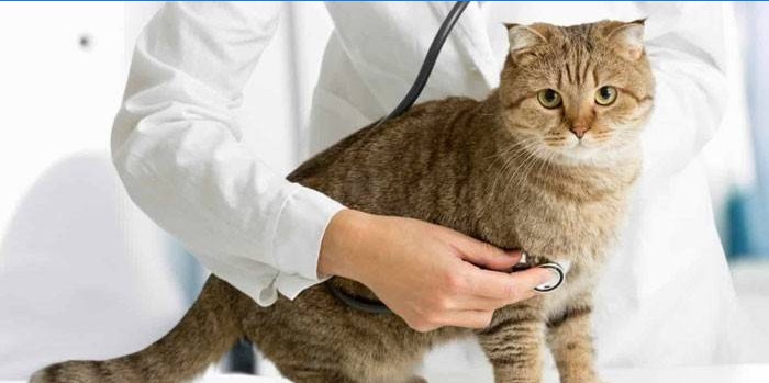 Mačka i veterinar