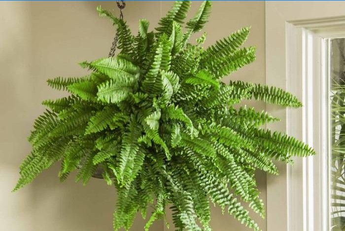 Boston Fern