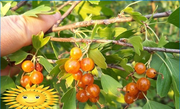 Kako uzgajati ribizlu u ljetnoj kućici