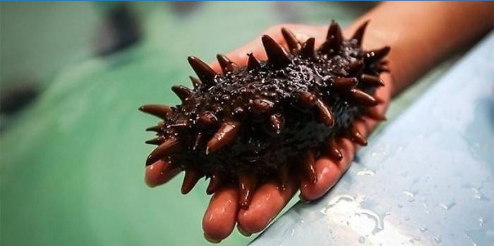 Cucumaria na dlanu