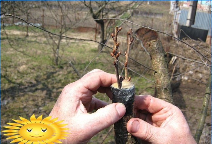 Napravite obrezivanje i oblikovanje voćaka