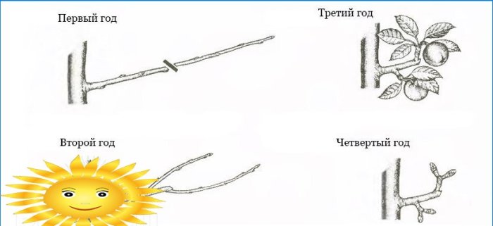 Obrezivanje voćaka: kako obrezati stablo jabuke