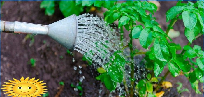 Održavanje vrta: kako uštedjeti usjeve u toplini i suši