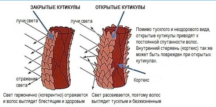 Zatvorene i otvorene kutikule kose