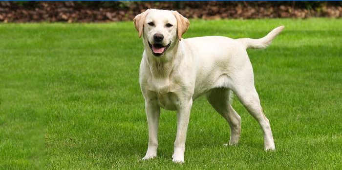 Labrador retriver