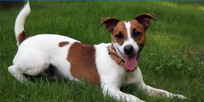 Pas Jack Russell terijer