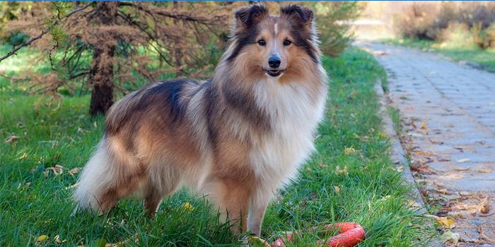 Sheltie