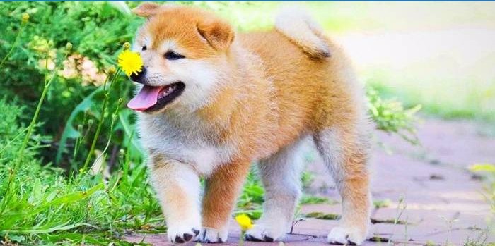 Japanski Shiba Inu