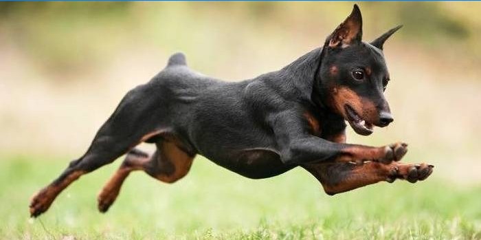 Minijaturni Pinscher pas