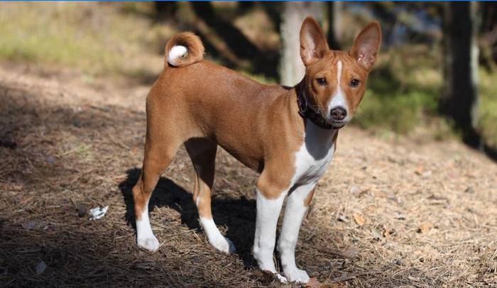 Pasmina Basenji