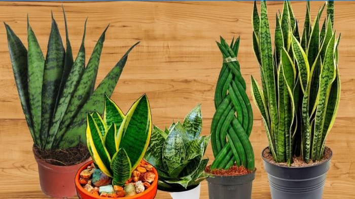 Sansevieria