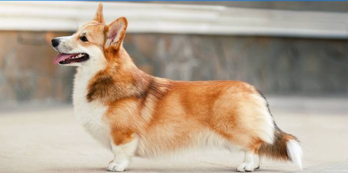 Velški Corgi Pembroke