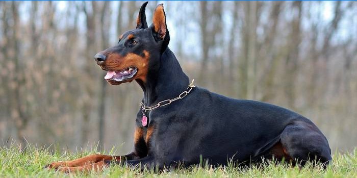 Doberman pinscher