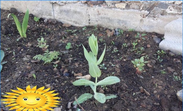 Uzgoj eustoma iz sjemena kod kuće