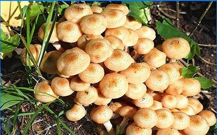 Uzgoj shiitake i mednih agarica na osobnoj parceli